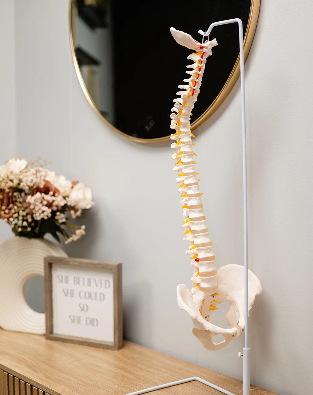 Anatomical model of the spine and pelvis displayed in a chiropractic office.